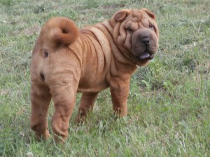 shar-pei-revy-003.jpg